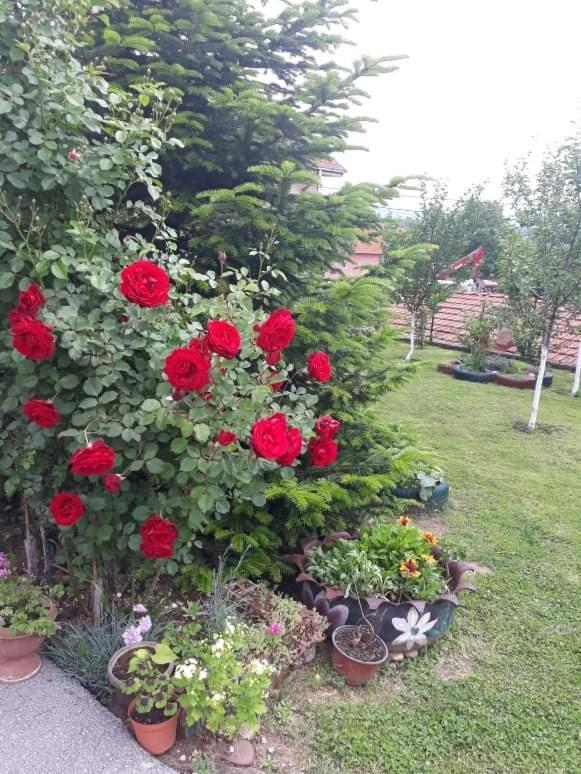 Apartman Drina Berilovac Экстерьер фото